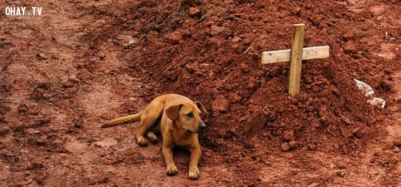 10 câu chuyện về những chú chó trung thành tới chết :: Suy ngẫm & Tự vấn :: ChúngTa.com