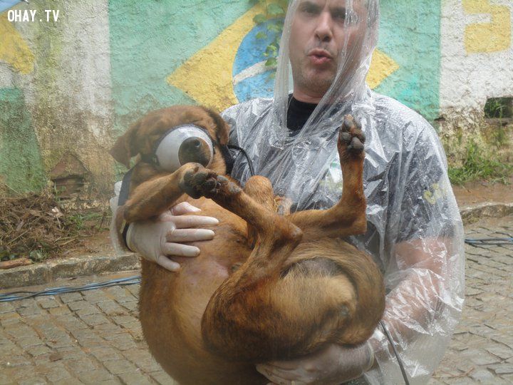 Câu chuyện về những chú chó trung thành