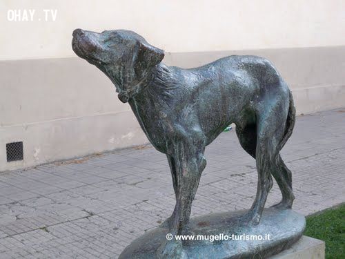 Câu chuyện về những chú chó trung thành tới chết