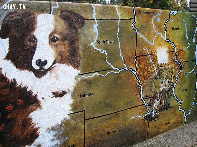 Câu chuyện về những chú chó trung thành