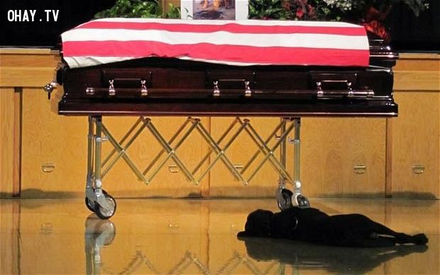 Câu chuyện về những chú chó trung thành